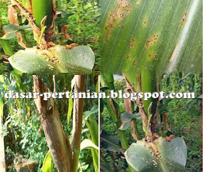 Budidaya jagung memang sanggup dilakukan oleh siapa saja Mengenal Jenis-Jenis Penyakit Pada Tanaman Jagung